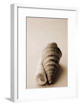 Shell Symmetry II-Karyn Millet-Framed Photographic Print