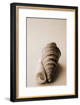 Shell Symmetry II-Karyn Millet-Framed Photographic Print