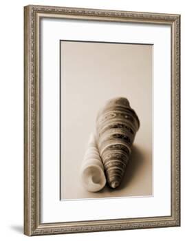 Shell Symmetry II-Karyn Millet-Framed Photographic Print