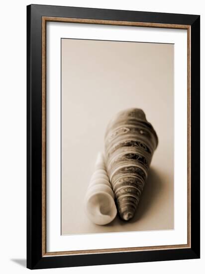 Shell Symmetry II-Karyn Millet-Framed Photographic Print