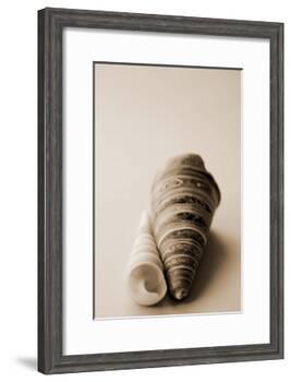 Shell Symmetry II-Karyn Millet-Framed Photographic Print