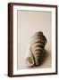 Shell Symmetry II-Karyn Millet-Framed Photographic Print