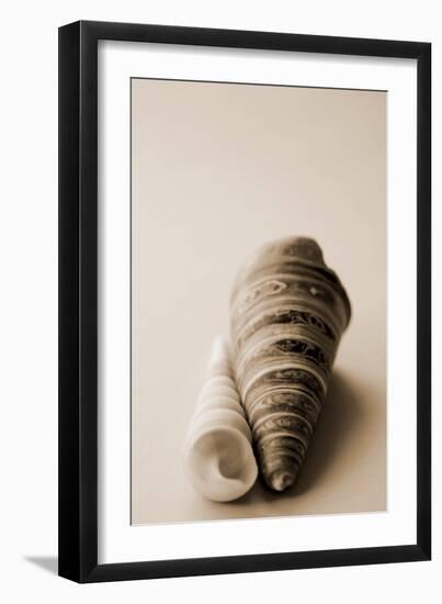 Shell Symmetry II-Karyn Millet-Framed Photographic Print