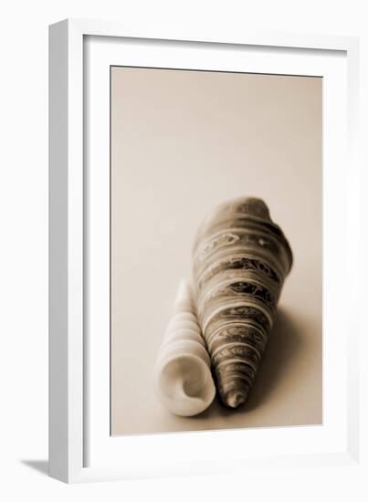 Shell Symmetry II-Karyn Millet-Framed Photographic Print