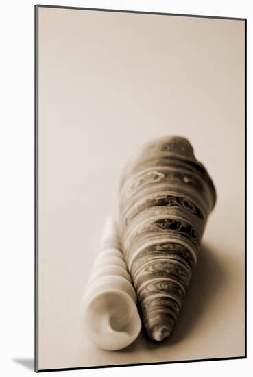 Shell Symmetry II-Karyn Millet-Mounted Photographic Print
