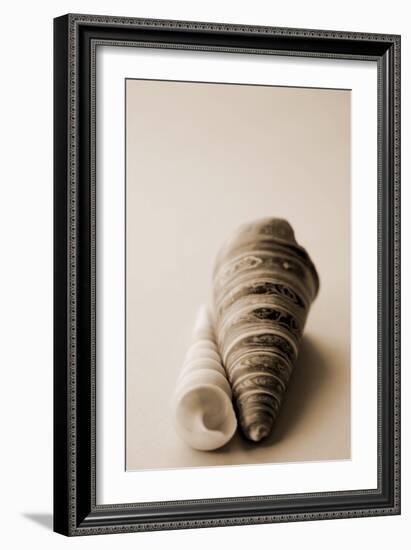 Shell Symmetry II-Karyn Millet-Framed Photographic Print