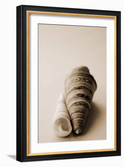 Shell Symmetry II-Karyn Millet-Framed Photographic Print