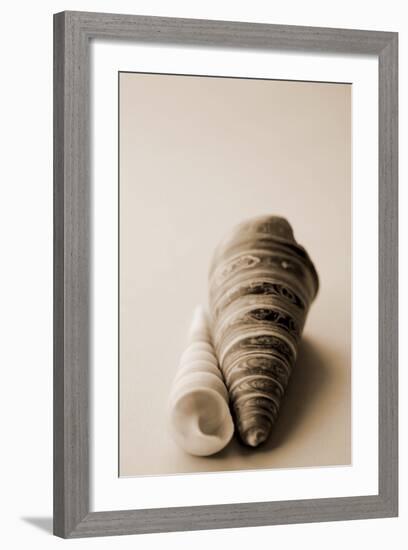 Shell Symmetry II-Karyn Millet-Framed Photographic Print