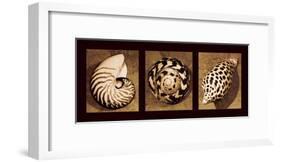 Shell Trio-Caroline Kelly-Framed Giclee Print