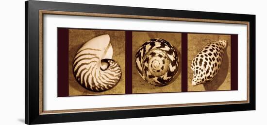 Shell Trio-Caroline Kelly-Framed Photo