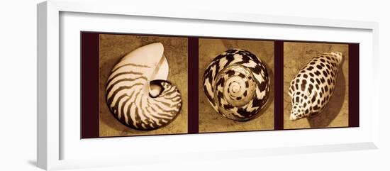 Shell Trio-Caroline Kelly-Framed Photo