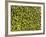 Shelled Pistachios-Karl Newedel-Framed Photographic Print