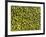 Shelled Pistachios-Karl Newedel-Framed Photographic Print