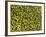 Shelled Pistachios-Karl Newedel-Framed Photographic Print