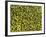 Shelled Pistachios-Karl Newedel-Framed Photographic Print