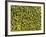 Shelled Pistachios-Karl Newedel-Framed Photographic Print