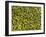 Shelled Pistachios-Karl Newedel-Framed Photographic Print