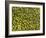 Shelled Pistachios-Karl Newedel-Framed Photographic Print