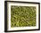 Shelled Pistachios-Karl Newedel-Framed Photographic Print