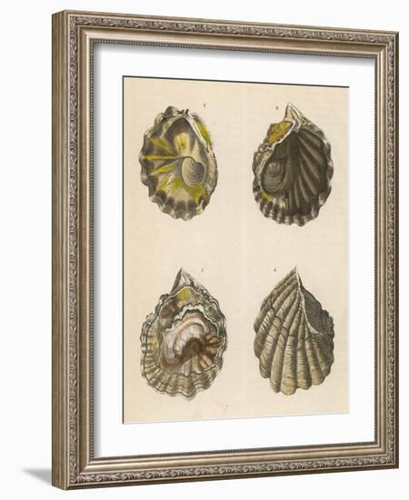 Shellfish, Oysters-null-Framed Art Print