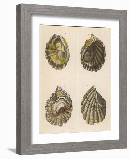 Shellfish, Oysters-null-Framed Art Print