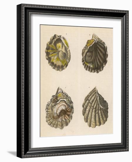 Shellfish, Oysters-null-Framed Art Print