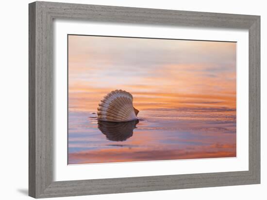 Shellflection-Chris Moyer-Framed Photographic Print
