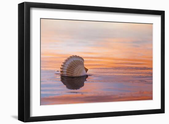 Shellflection-Chris Moyer-Framed Photographic Print