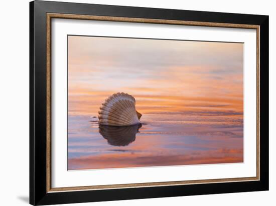 Shellflection-Chris Moyer-Framed Photographic Print