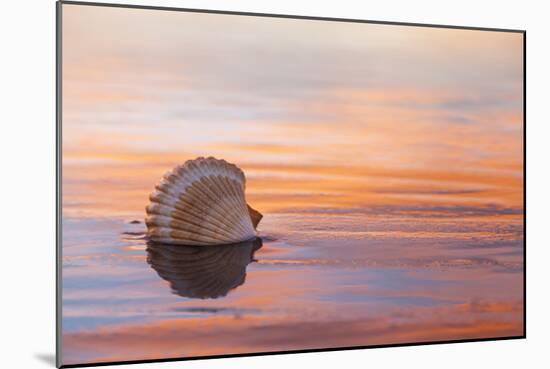 Shellflection-Chris Moyer-Mounted Photographic Print