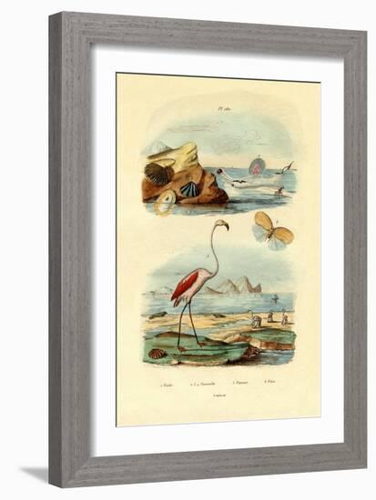 Shells, 1833-39-null-Framed Giclee Print