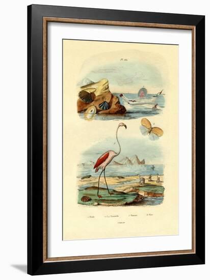 Shells, 1833-39-null-Framed Giclee Print