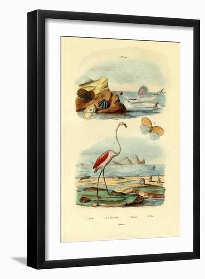 Shells, 1833-39-null-Framed Giclee Print