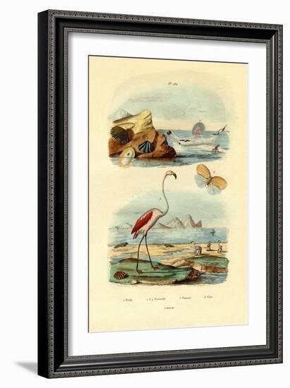 Shells, 1833-39-null-Framed Giclee Print