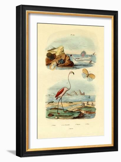 Shells, 1833-39-null-Framed Giclee Print