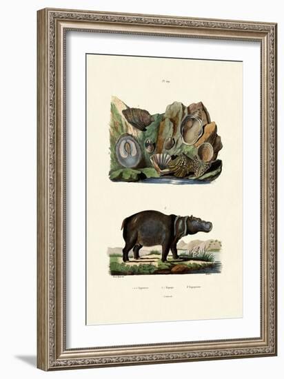 Shells, 1833-39-null-Framed Giclee Print