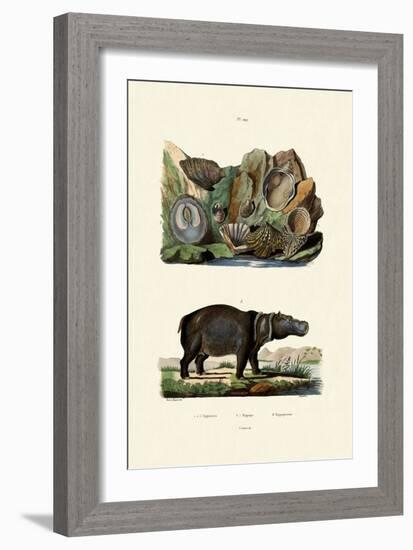 Shells, 1833-39-null-Framed Giclee Print