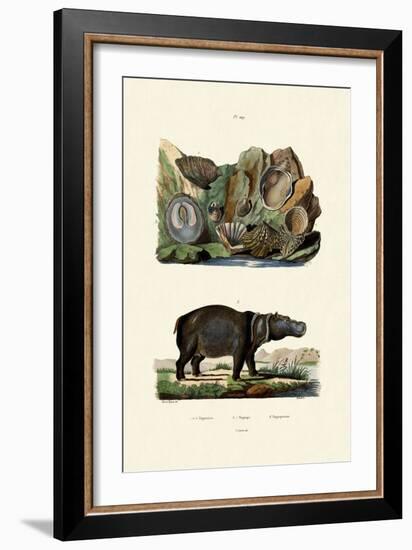 Shells, 1833-39-null-Framed Giclee Print