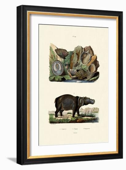 Shells, 1833-39-null-Framed Giclee Print