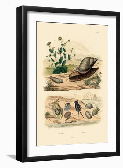 Shells, 1833-39-null-Framed Giclee Print