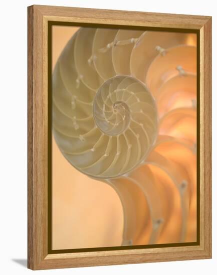 Shells 2-Doug Chinnery-Framed Premier Image Canvas