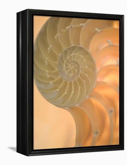 Shells 2-Doug Chinnery-Framed Premier Image Canvas