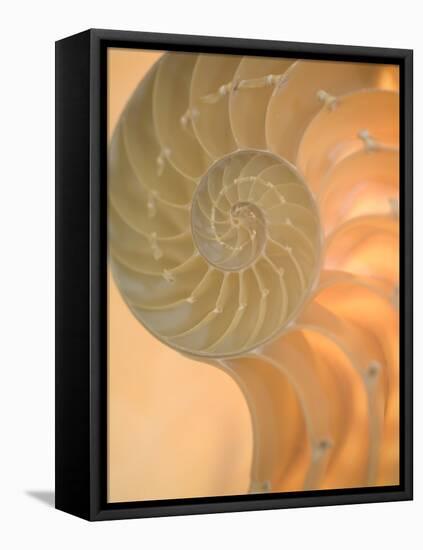 Shells 2-Doug Chinnery-Framed Premier Image Canvas