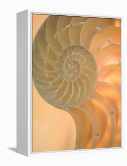 Shells 2-Doug Chinnery-Framed Premier Image Canvas