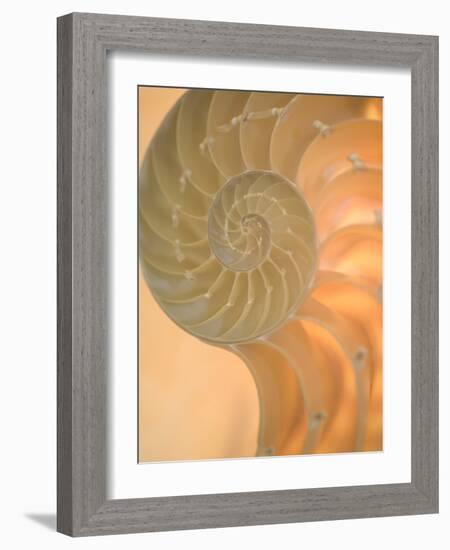 Shells 2-Doug Chinnery-Framed Premium Photographic Print