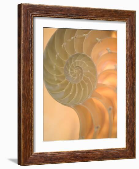 Shells 2-Doug Chinnery-Framed Premium Photographic Print