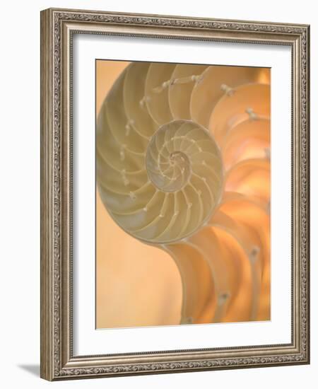 Shells 2-Doug Chinnery-Framed Photographic Print