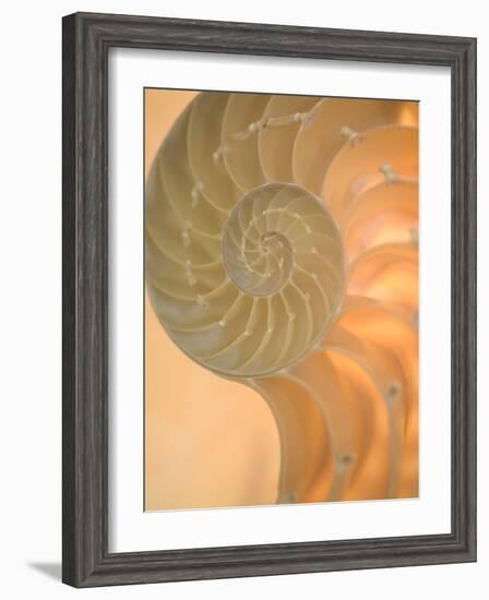 Shells 2-Doug Chinnery-Framed Photographic Print