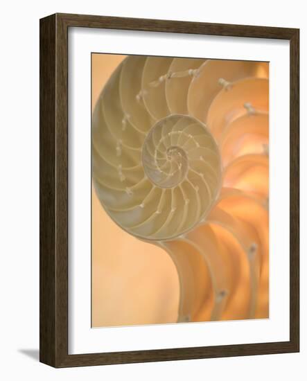 Shells 2-Doug Chinnery-Framed Photographic Print