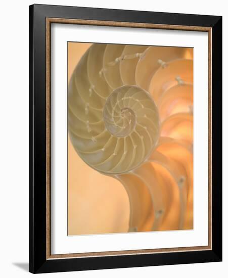 Shells 2-Doug Chinnery-Framed Photographic Print